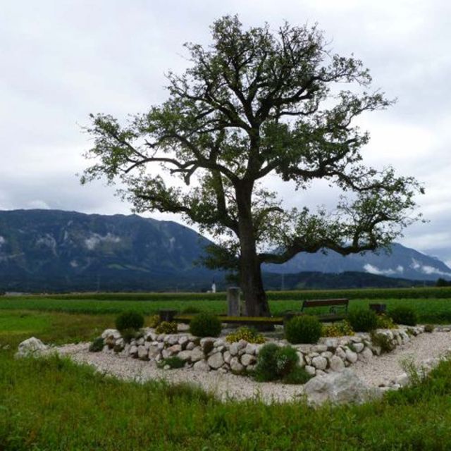 Wals: Birnbaum und Wahrzeichen (Alter Birnbaum) © „Birnbaum auf dem Walserfeld“ von Luckyprof - Selbst fotografiert. Lizenziert unter Gemeinfrei über Wikimedia Commons - https://commons.wikimedia.org/wiki/File:Birnbaum_auf_dem_Walserfeld.jpg#/media/File:Birnbaum_auf_dem_Walserfeld.jpg